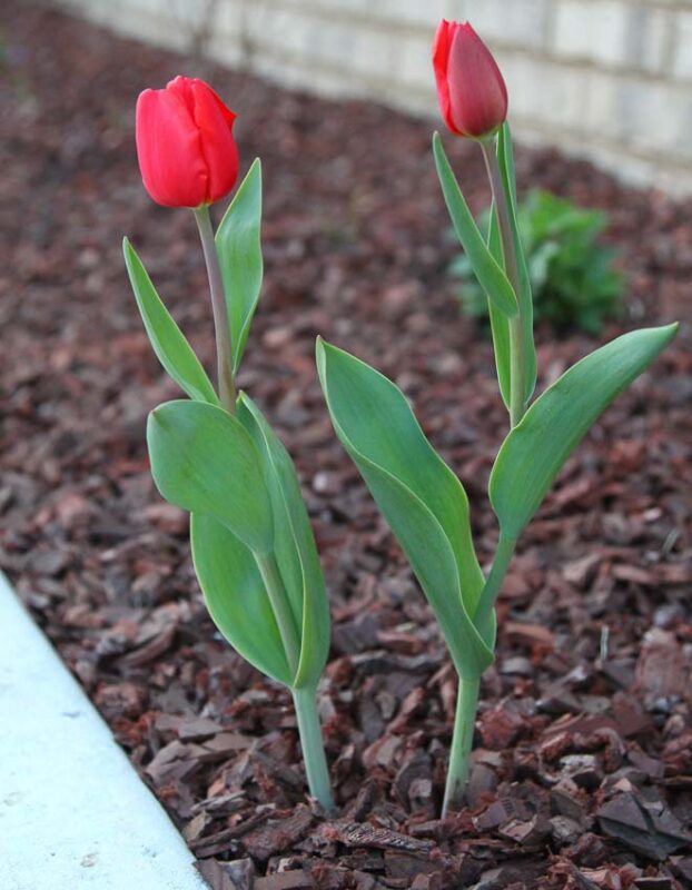 Pros and Cons of Rubber Mulch