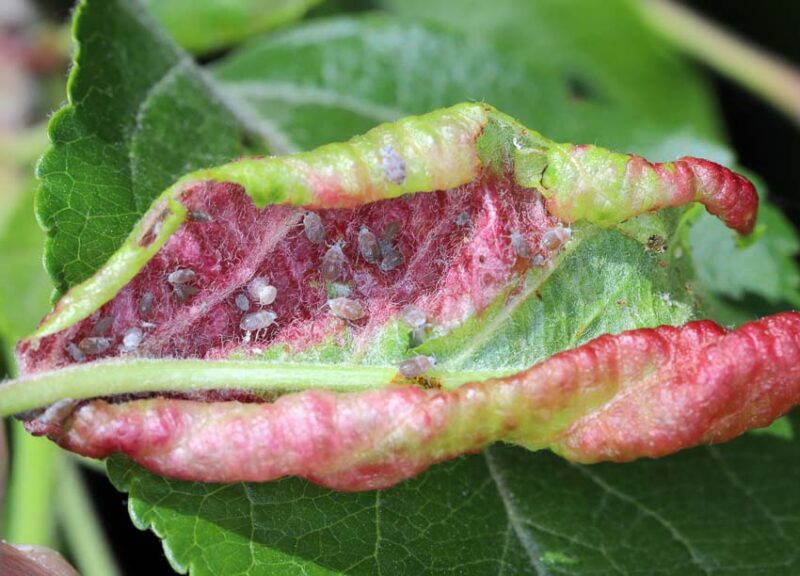 aphid damage