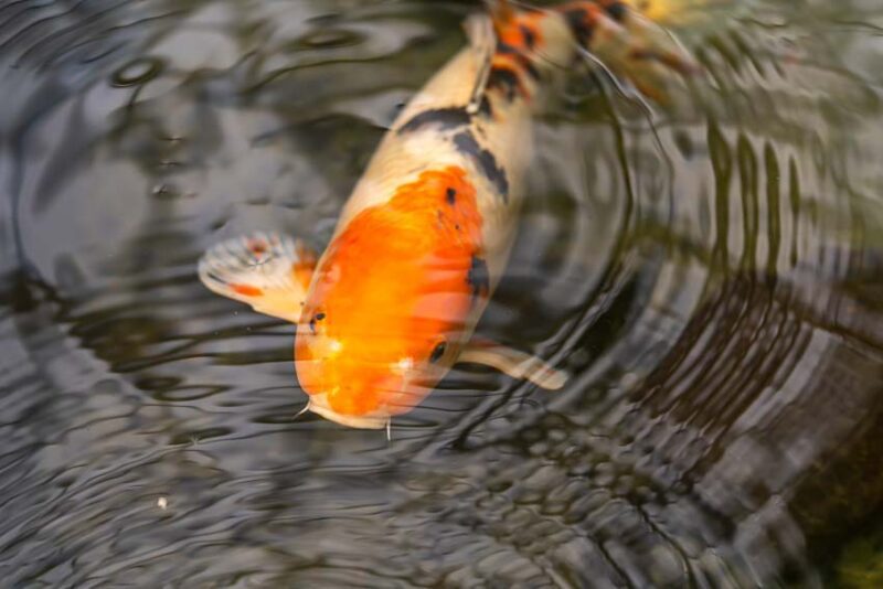 koi fish