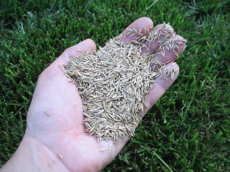 grass seed
