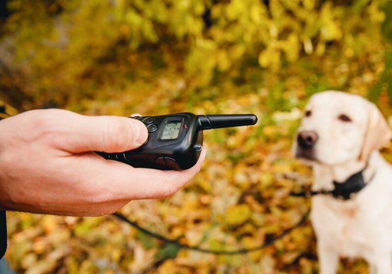 testing in ground dog fence