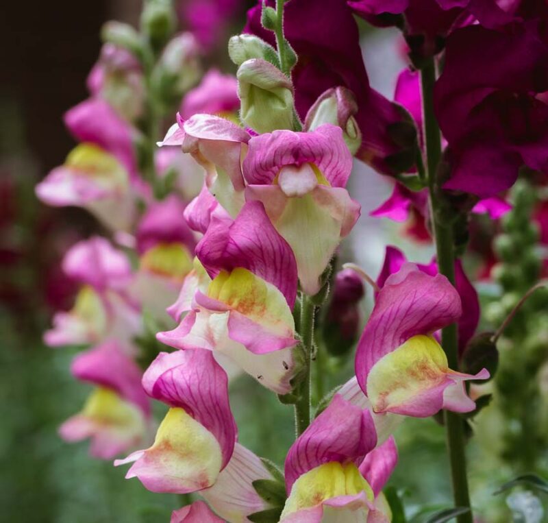 foxglove