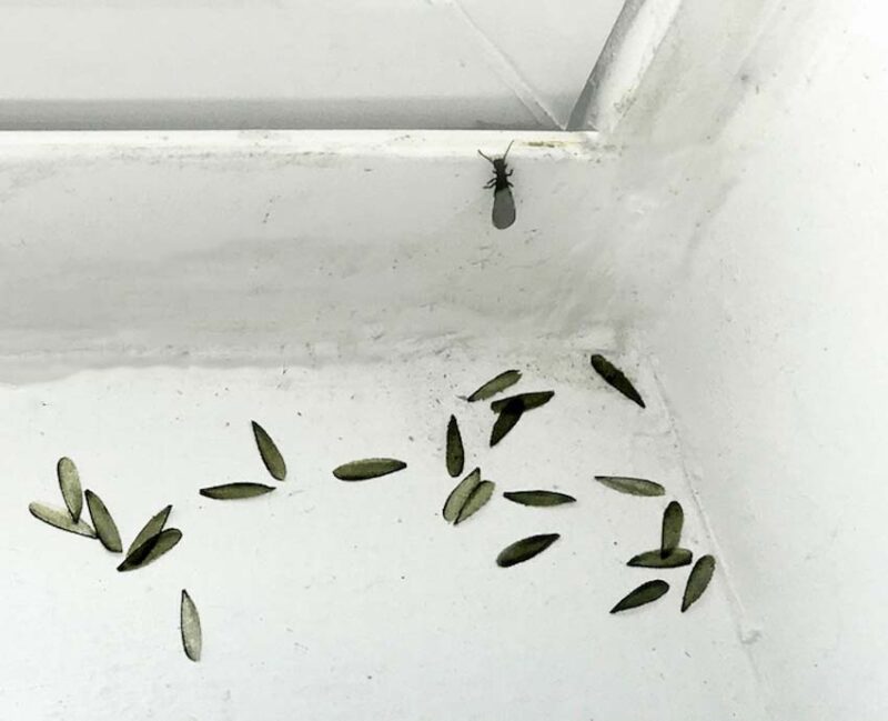 shed wings