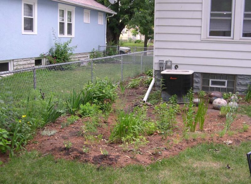rain garden