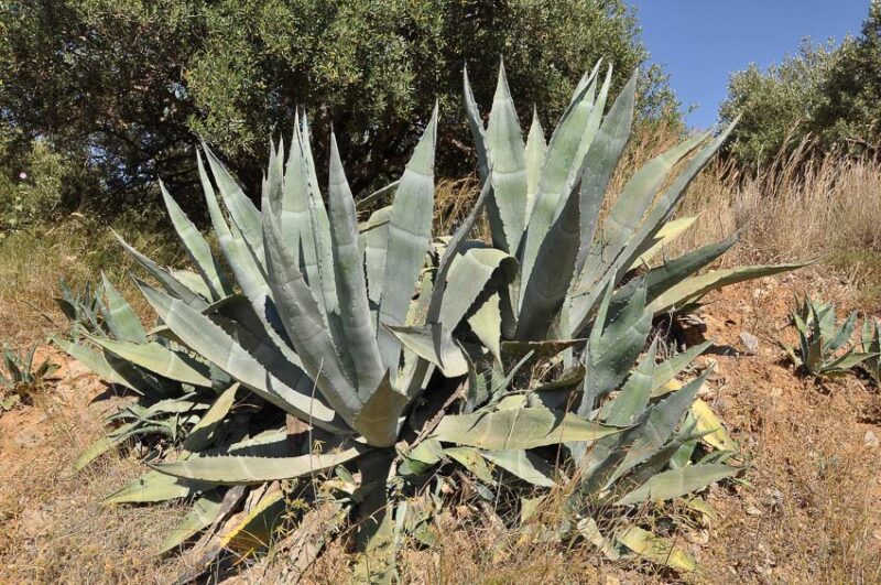 agave plant