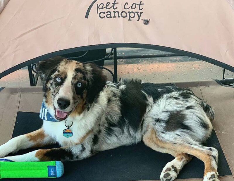 pet canopy