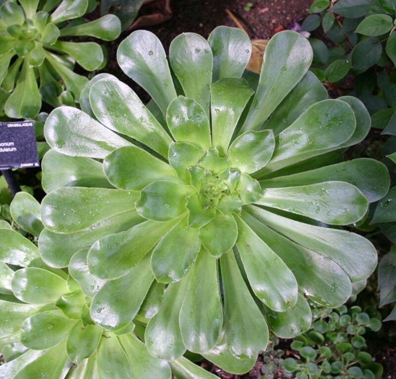 Aeonium care for succulents
