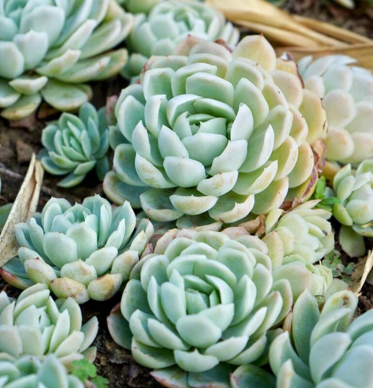 caring for Echeveria