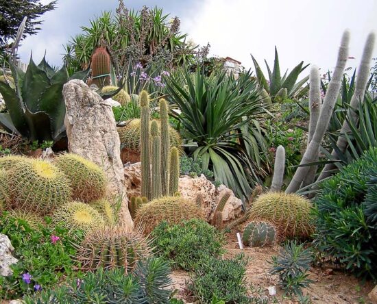 how to care for succulents