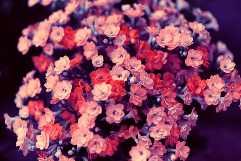 how to care for kalanchoe plants