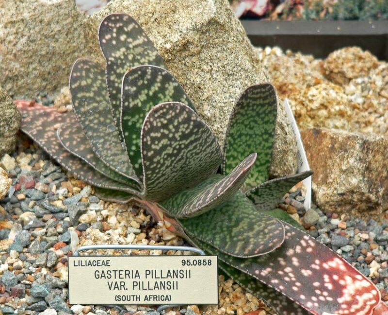 gasteria care for
