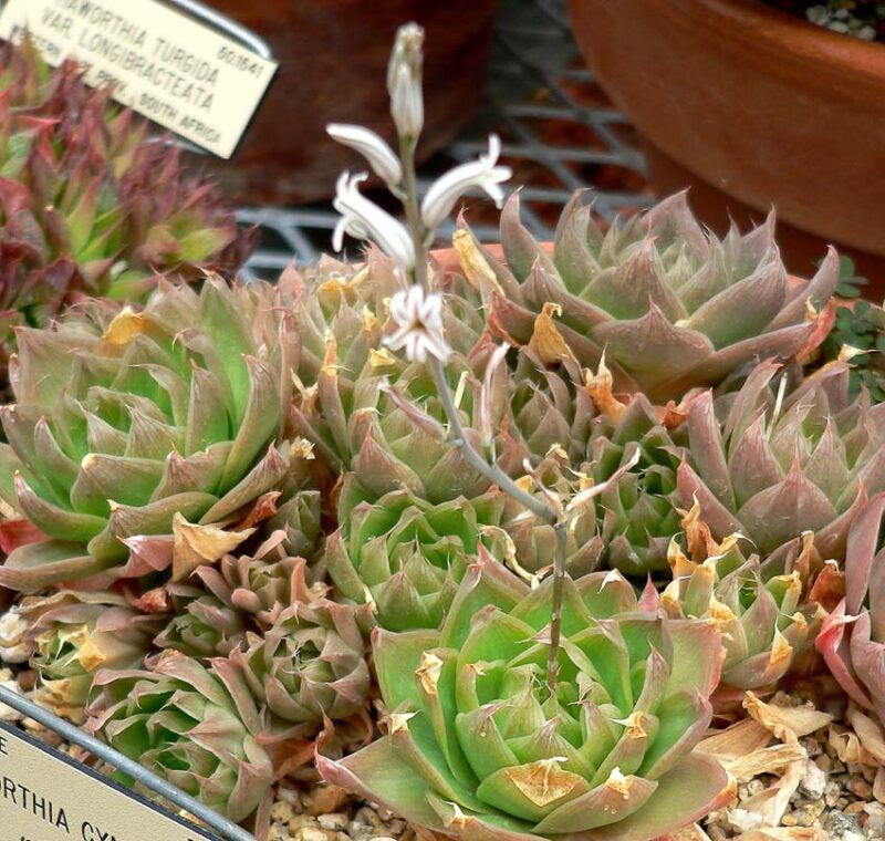 haworthia care for succulents