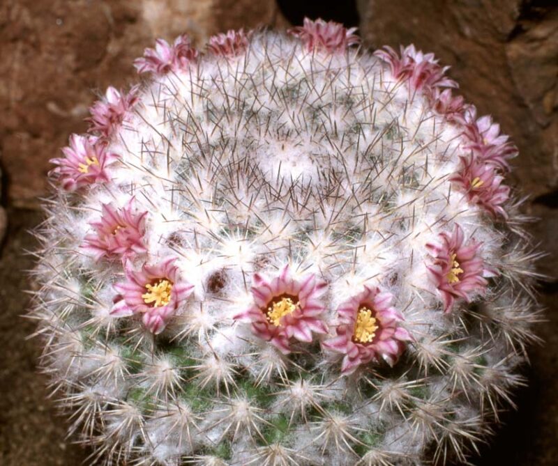 Mammillaria