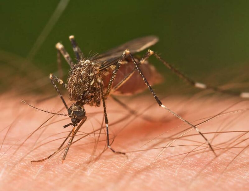 how to get rid of standing water and mosquitoes