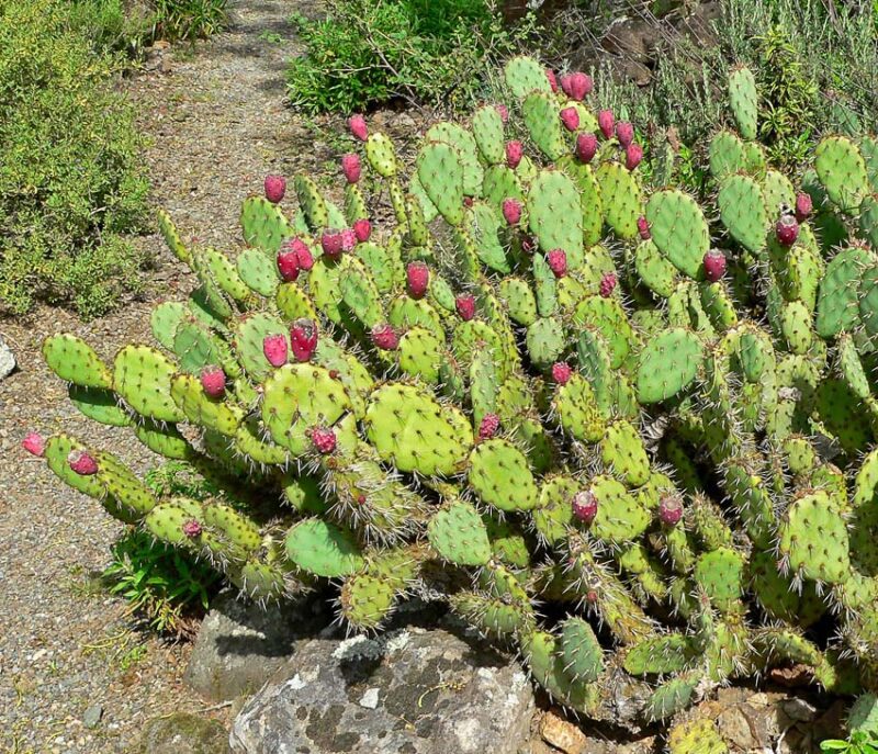 how to care for succulents