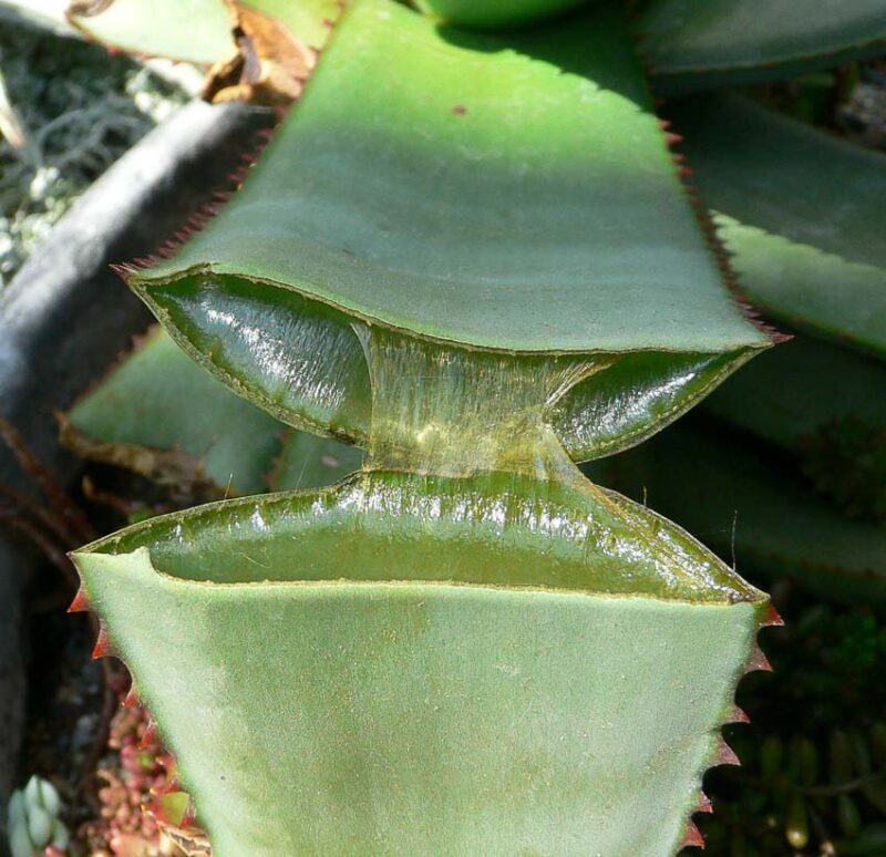 aloe succulent care
