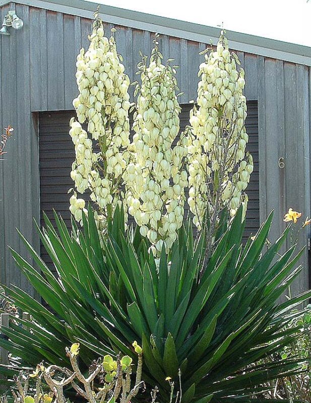 yucca plant