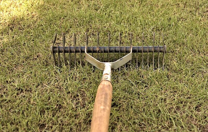 dethatching lawn grass