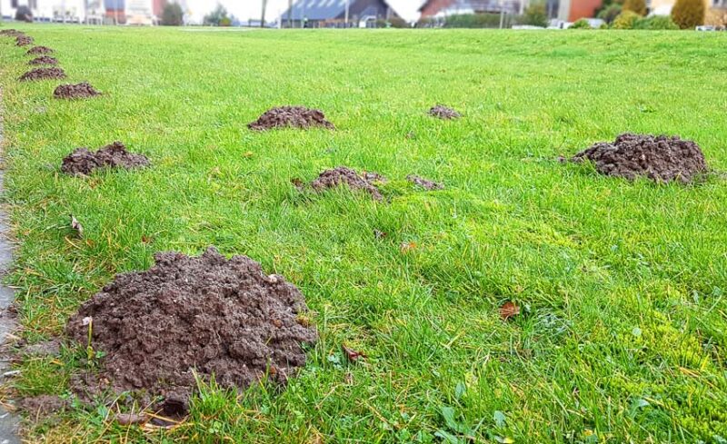 molehills