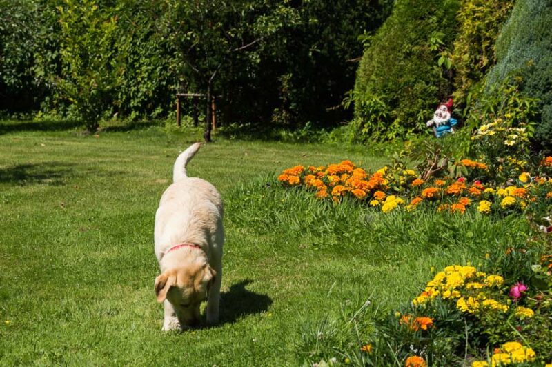 dog friendly yard