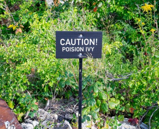poisonous weeds and remedies