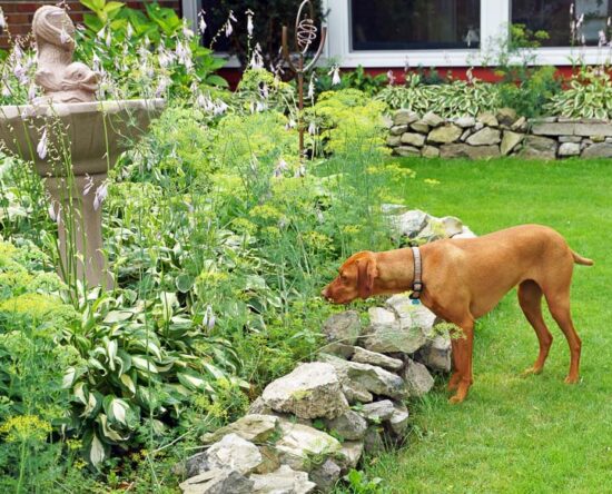 dog friendly landscaping