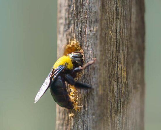 how to get rid of carpenter bees
