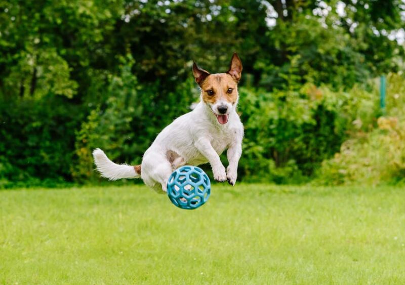 landscaping for dogs