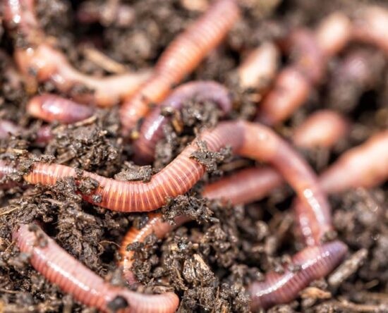 pros and cons of earthworms