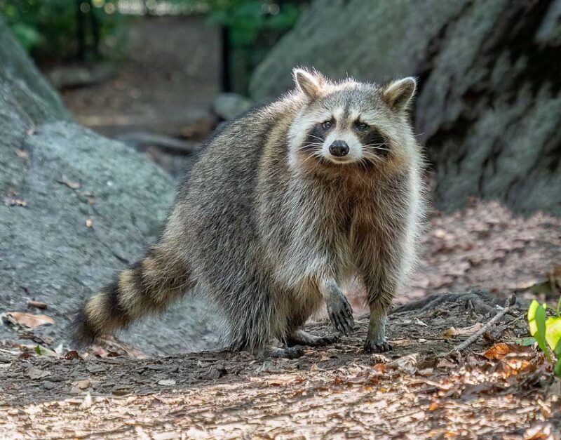 raccoon pest control