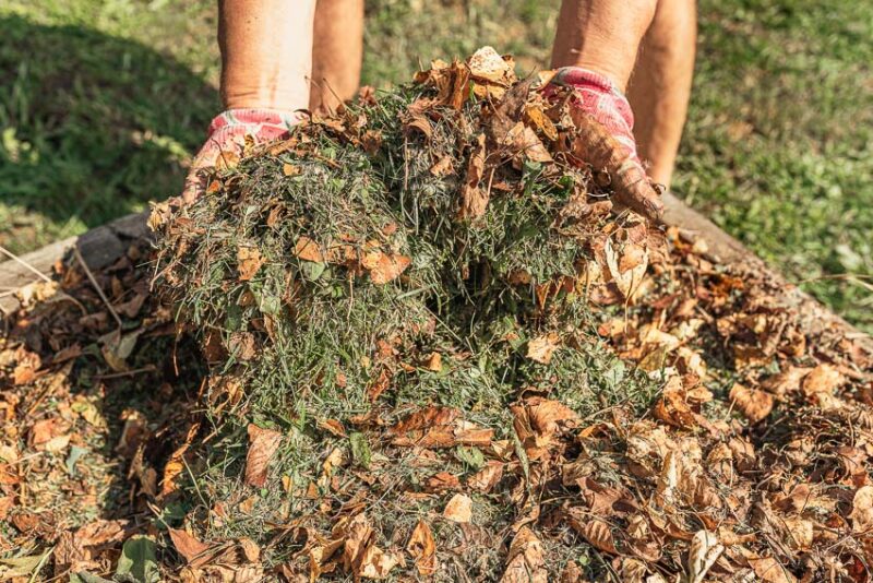 compost pile from mulched leaves