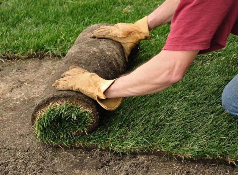 installing sod vs hydroseed