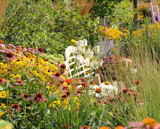 how to grow a meadow of wildflowers