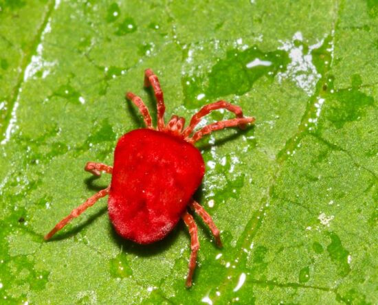 How to get rid of chiggers