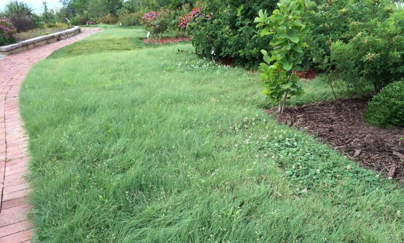 buffalo grass low maintenance