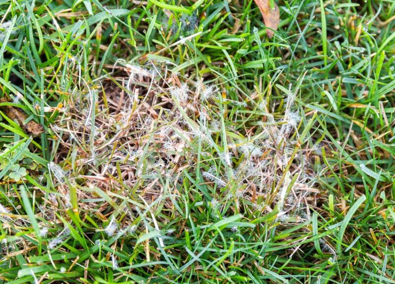 winter lawn care to prevent fungus