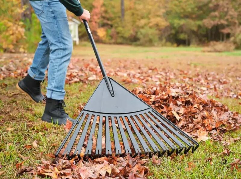remove leaves to prepare lawn for winter