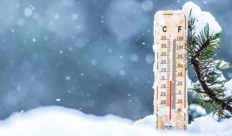how to protect shrubs from winter burn