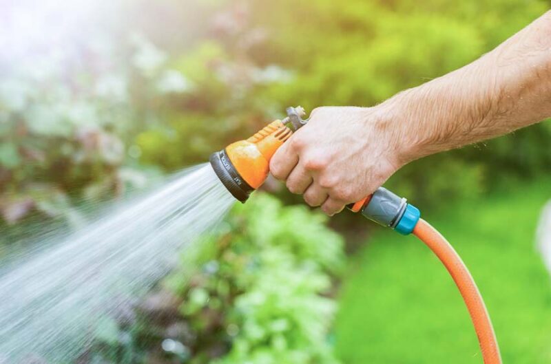 watering to protect shrubs from winter burn
