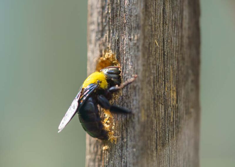 carpenter bee deck damage repair price