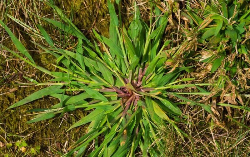 pre emergents for crabgrass