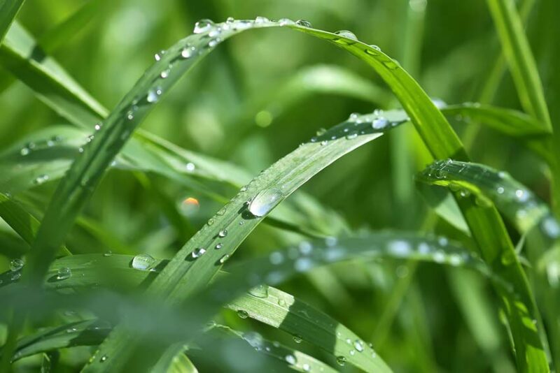 do not apply pre emergents to wet grass