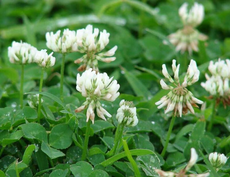 cover crops used in overwintering a vegetable garden