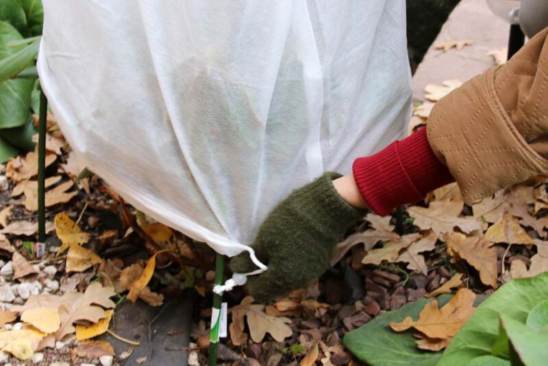 how to protect plants from desert frost with frost blankets