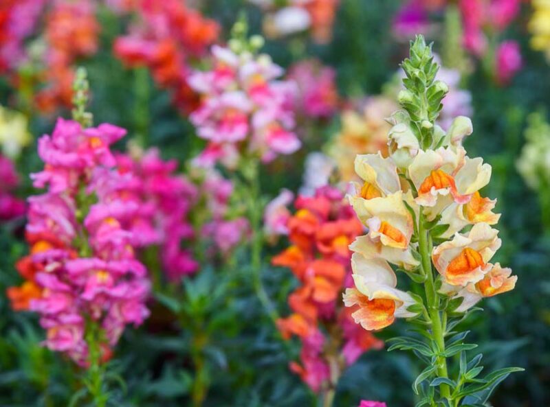 protect plants from desert frost
