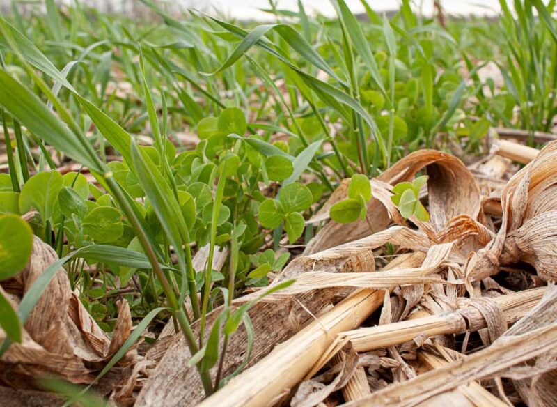cover crops