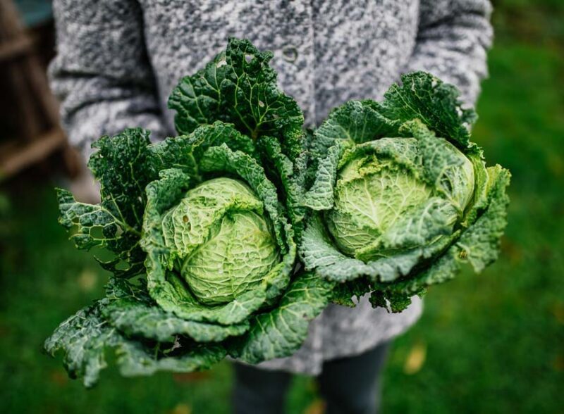 cabbage as a winter harvest vegetable