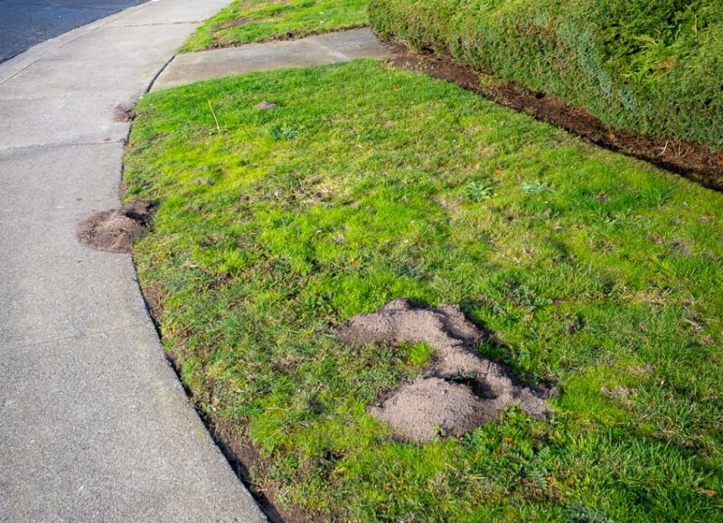 lawn destroyed by gophers
