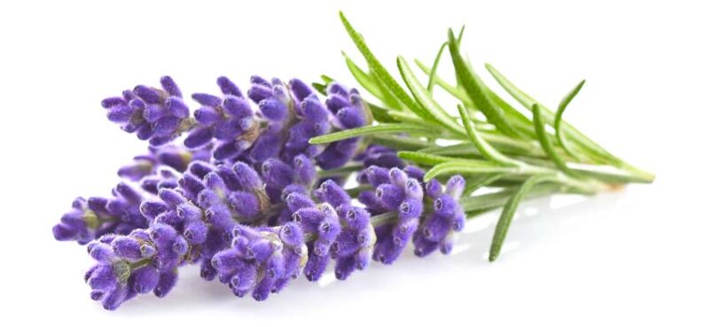 lavender