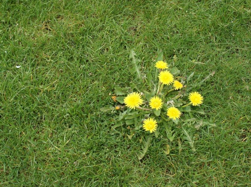 how to get rid of weeds from your lawn